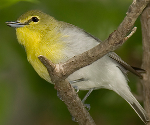 Yellow-throated Vireo